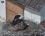 Capi_Dubne_20250604_114503.jpg