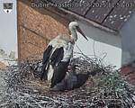 Capi_Dubne_20250604_115003.jpg