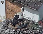 Capi_Dubne_20250604_115503.jpg