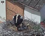 Capi_Dubne_20250604_120003.jpg