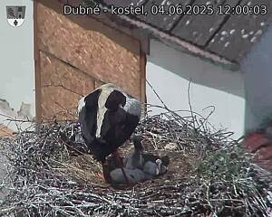 Capi_Dubne_20250604_120003.jpg (1350 x 1080)