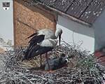 Capi_Dubne_20250604_120559.jpg