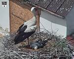 Capi_Dubne_20250604_121003.jpg