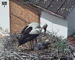 Capi_Dubne_20250604_121503.jpg