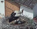 Capi_Dubne_20250604_123546.jpg