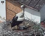 Capi_Dubne_20250604_124003.jpg