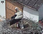 Capi_Dubne_20250604_124503.jpg