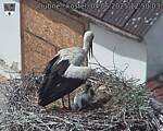 Capi_Dubne_20250604_125003.jpg