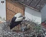 Capi_Dubne_20250604_125503.jpg