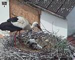 Capi_Dubne_20250604_130003.jpg
