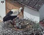 Capi_Dubne_20250604_130503.jpg
