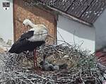 Capi_Dubne_20250604_131003.jpg