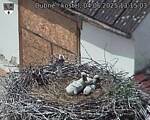 Capi_Dubne_20250604_131503.jpg