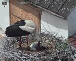 Capi_Dubne_20250604_132003.jpg