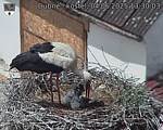 Capi_Dubne_20250604_133003.jpg