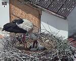 Capi_Dubne_20250604_133504.jpg