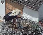 Capi_Dubne_20250604_134003.jpg