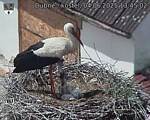 Capi_Dubne_20250604_134502.jpg