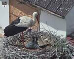 Capi_Dubne_20250604_135004.jpg