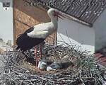 Capi_Dubne_20250604_135504.jpg