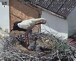 Capi_Dubne_20250604_140002.jpg
