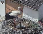 Capi_Dubne_20250604_140503.jpg