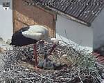 Capi_Dubne_20250604_141002.jpg