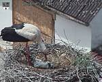Capi_Dubne_20250604_141503.jpg