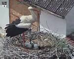 Capi_Dubne_20250604_142003.jpg