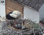 Capi_Dubne_20250604_143003.jpg