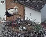Capi_Dubne_20250604_143503.jpg