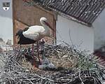 Capi_Dubne_20250604_144503.jpg