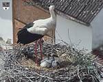 Capi_Dubne_20250604_145004.jpg