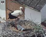 Capi_Dubne_20250604_145503.jpg