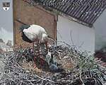 Capi_Dubne_20250604_150502.jpg