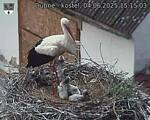 Capi_Dubne_20250604_151503.jpg