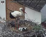 Capi_Dubne_20250604_152503.jpg
