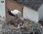 Capi_Dubne_20250604_153503.jpg
