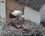Capi_Dubne_20250604_154002.jpg