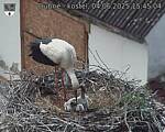 Capi_Dubne_20250604_154504.jpg