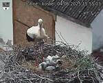 Capi_Dubne_20250604_155503.jpg