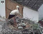 Capi_Dubne_20250604_160503.jpg
