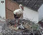 Capi_Dubne_20250604_161503.jpg