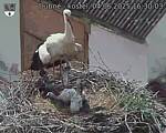 Capi_Dubne_20250604_163003.jpg