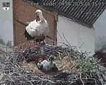 Capi_Dubne_20250604_163503.jpg