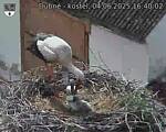 Capi_Dubne_20250604_164002.jpg