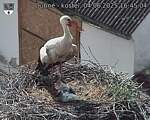 Capi_Dubne_20250604_164504.jpg