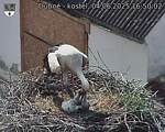 Capi_Dubne_20250604_165002.jpg