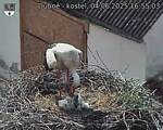 Capi_Dubne_20250604_165503.jpg