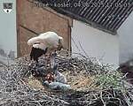 Capi_Dubne_20250604_170503.jpg